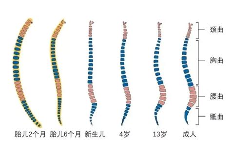 背部長毛原因|背部長毛是什么原因